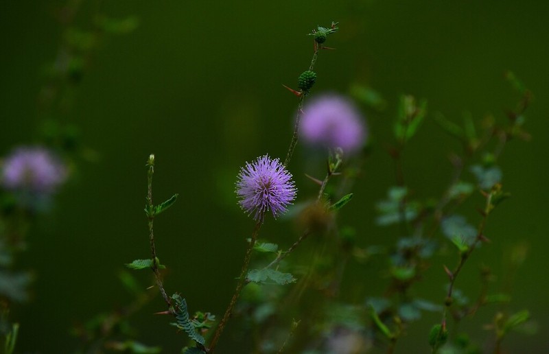 Mimosa adpressa photo 5