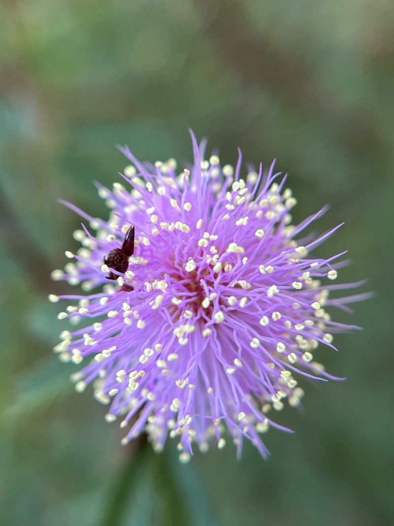Mimosa adpressa photo 7