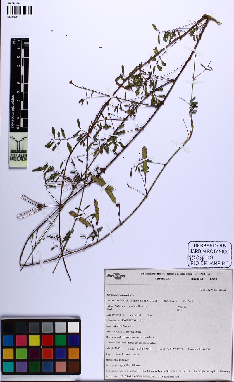 Mimosa afranioi