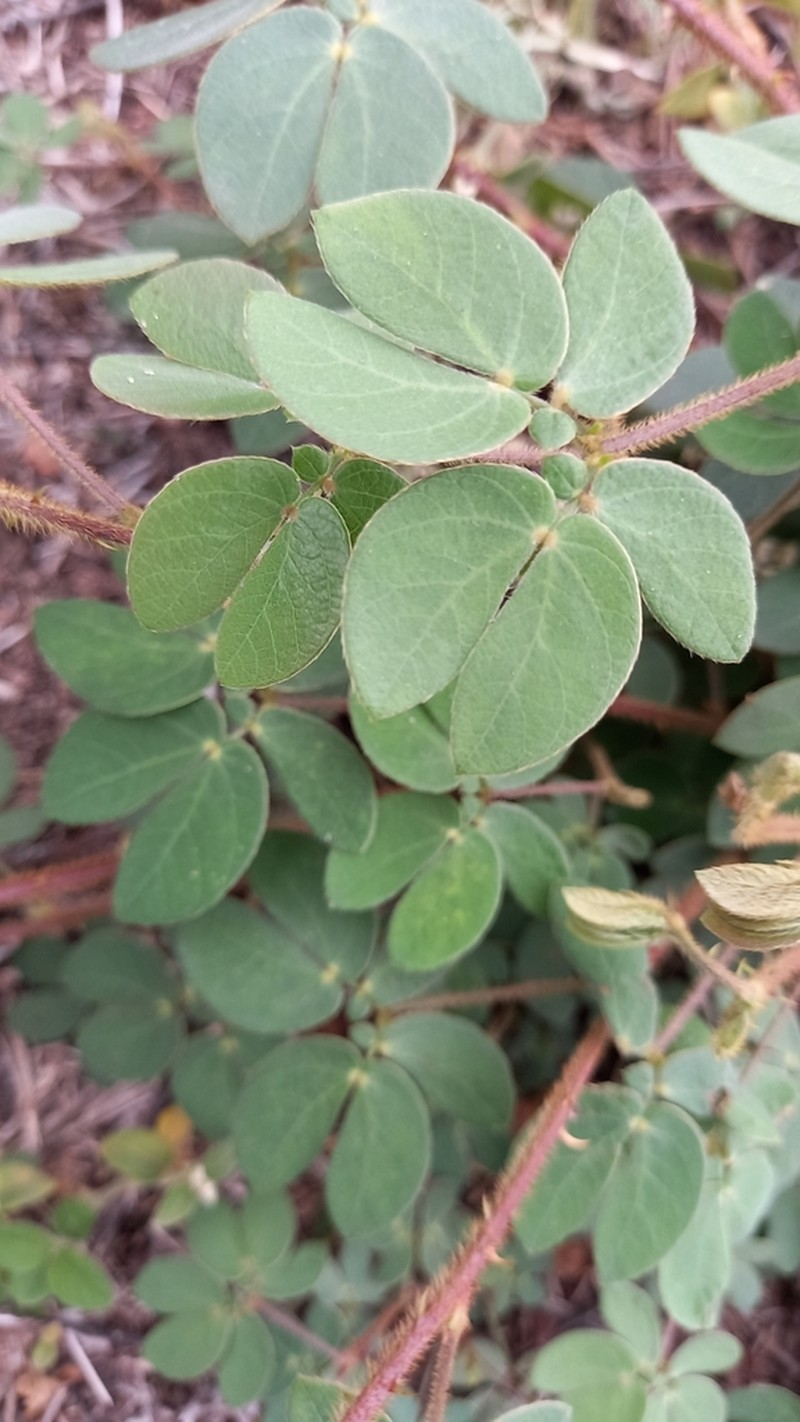 Mimosa albida