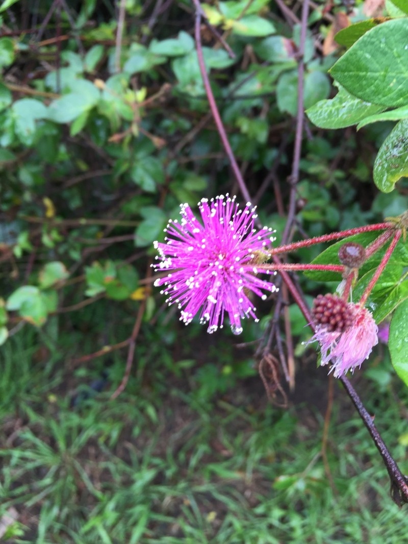Mimosa albida photo 2