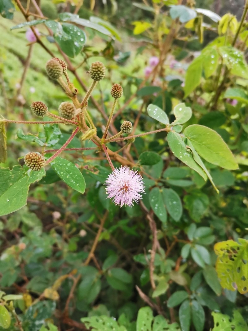 Mimosa albida photo 3