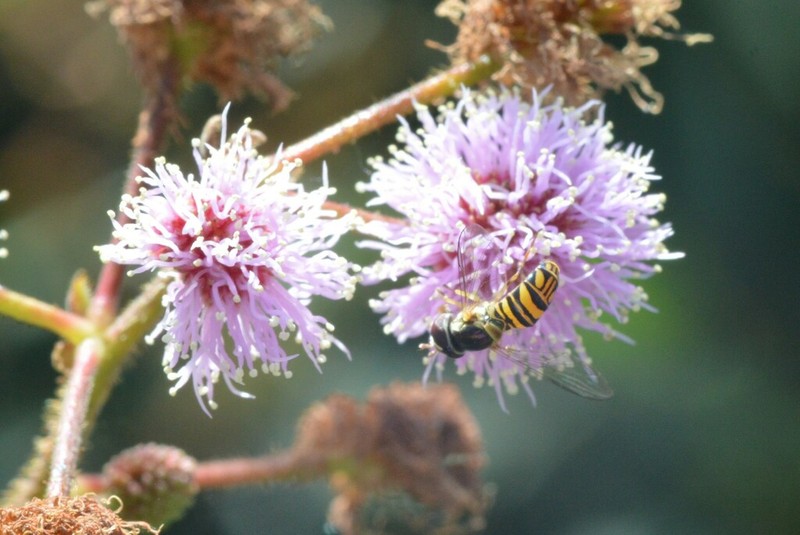 Mimosa albida photo 4