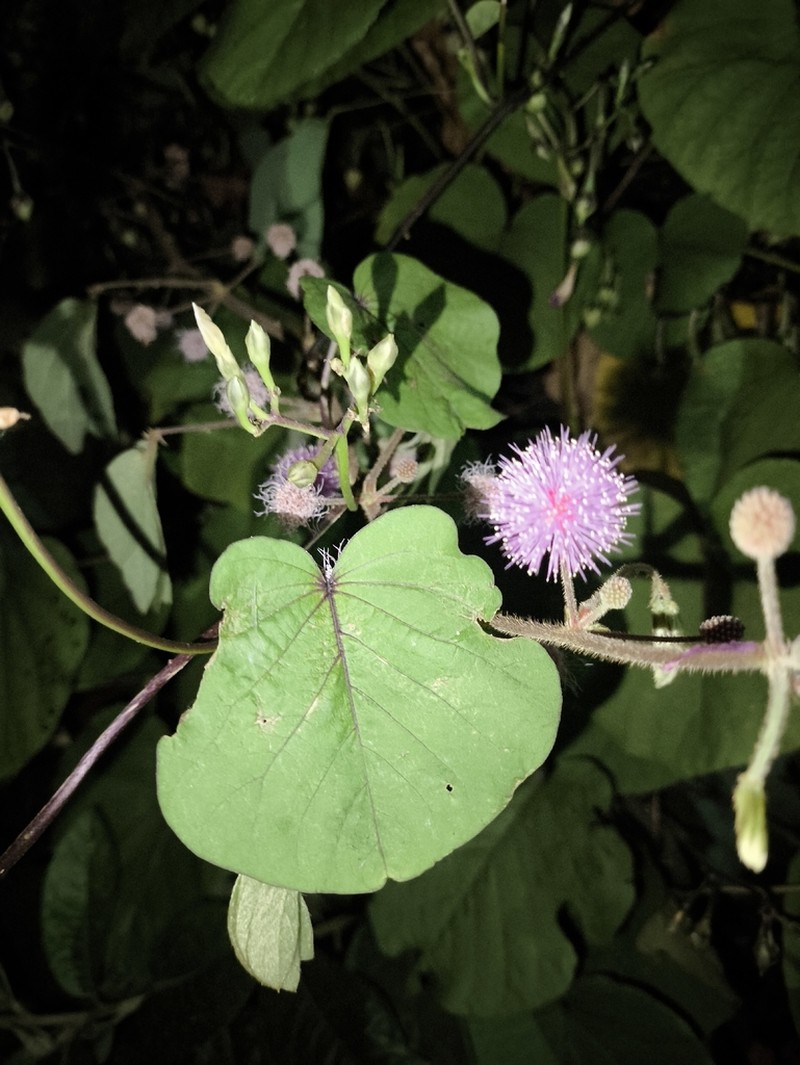 Mimosa albida photo 5