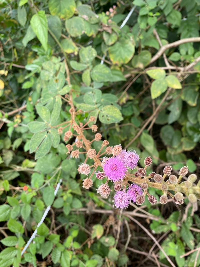 Mimosa albida photo 6