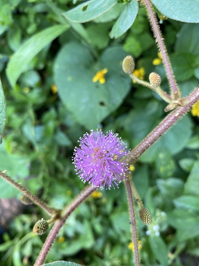 Mimosa albida photo 7