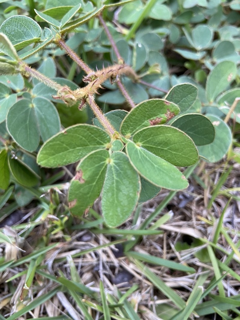 Mimosa albida photo 8