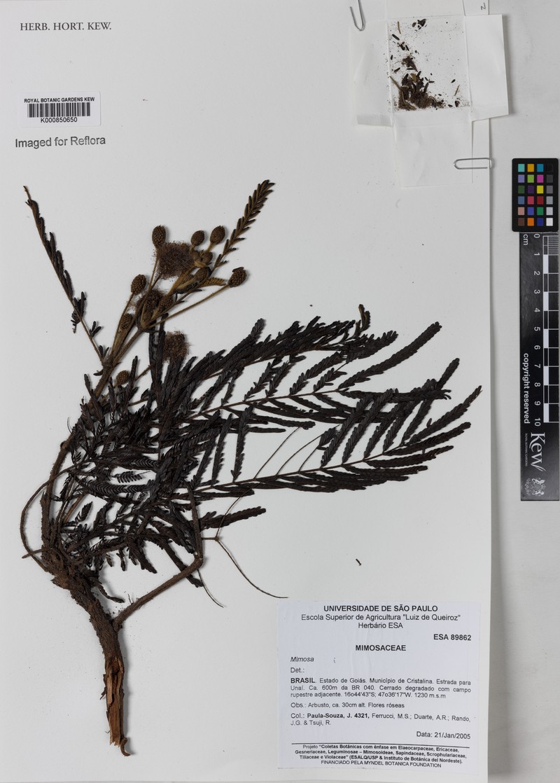 Mimosa albolanata var. paucipinna