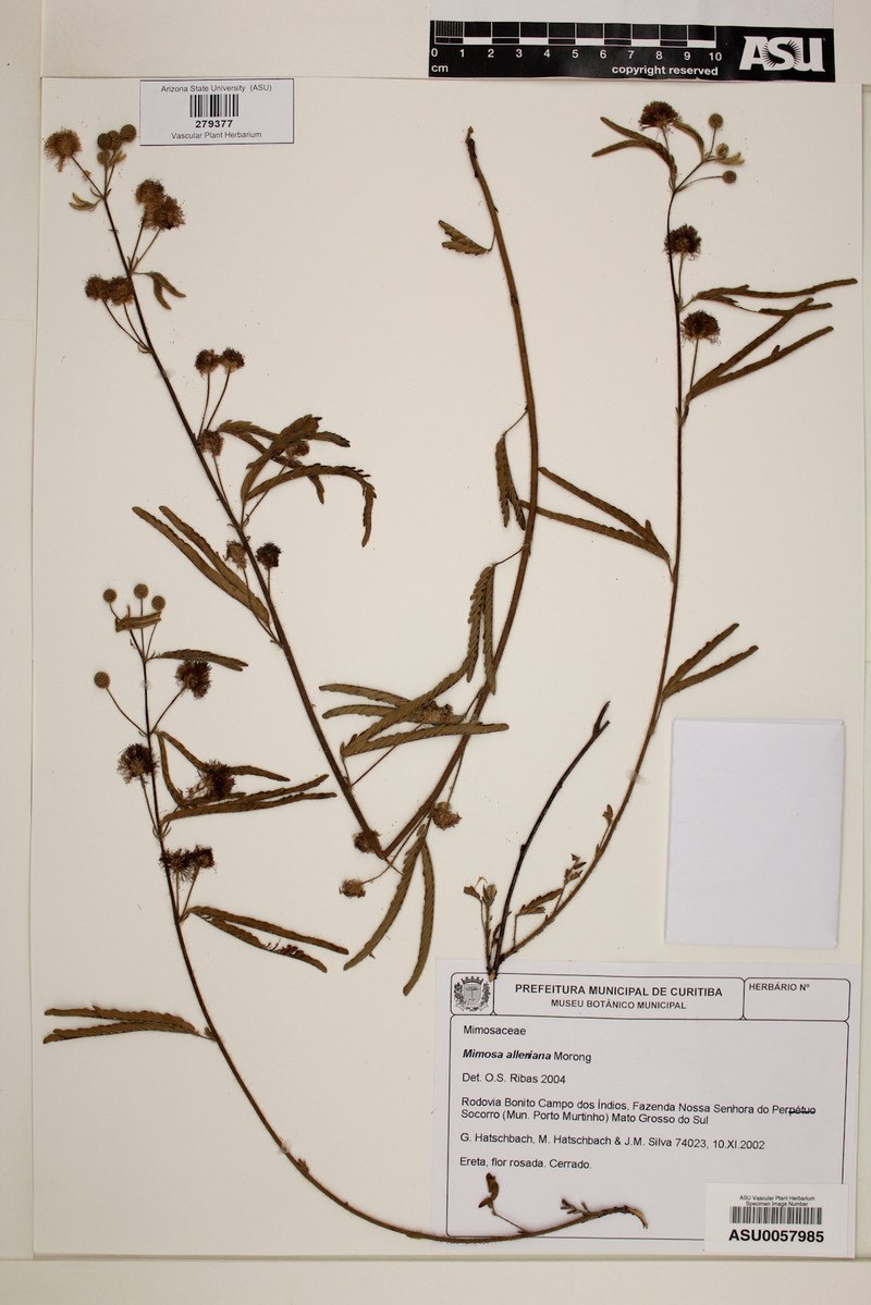 Mimosa alleniana