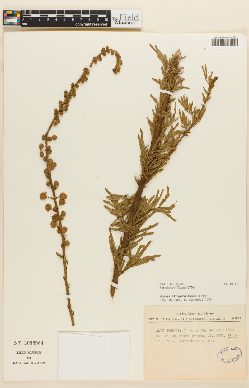 Mimosa altoparanensis