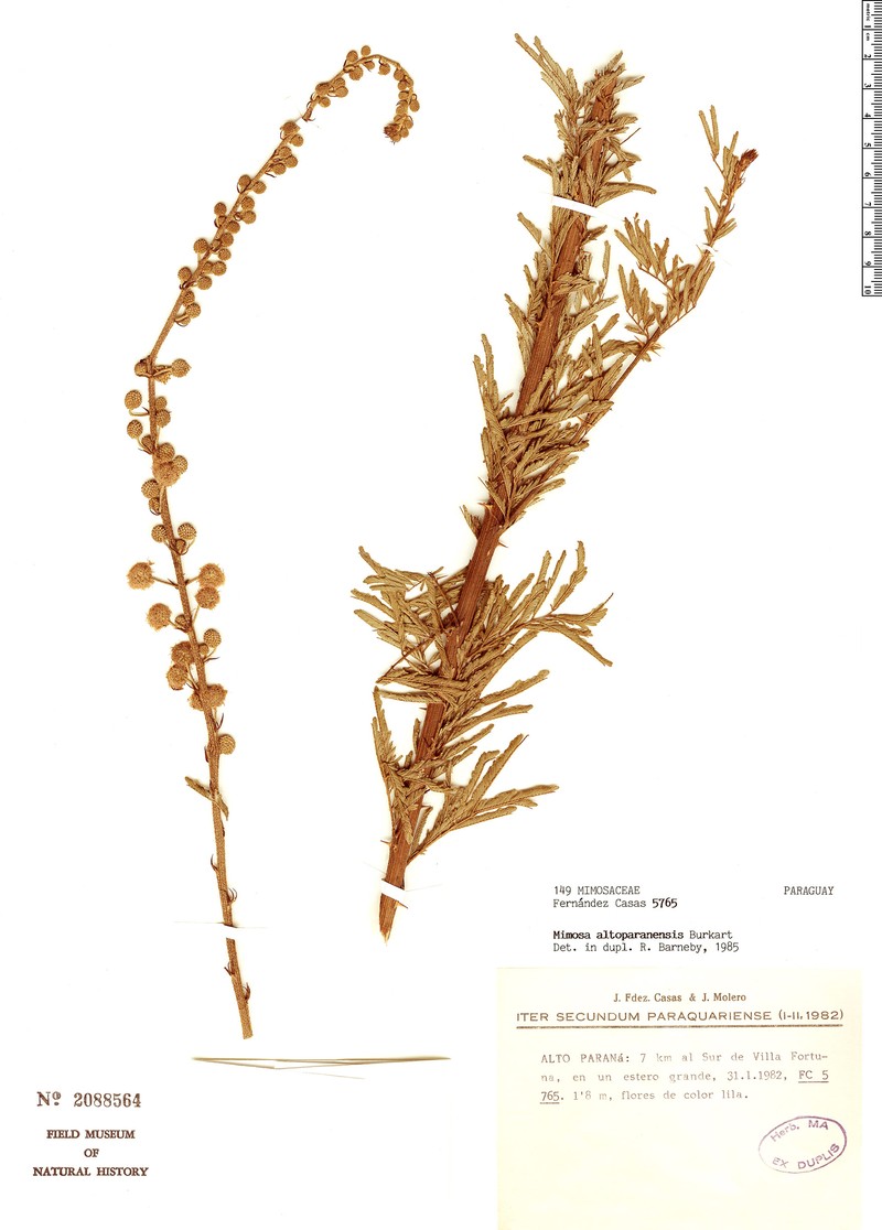 Mimosa altoparanensis photo 2