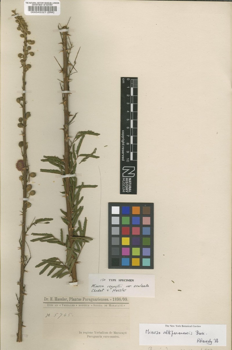 Mimosa altoparanensis photo 3