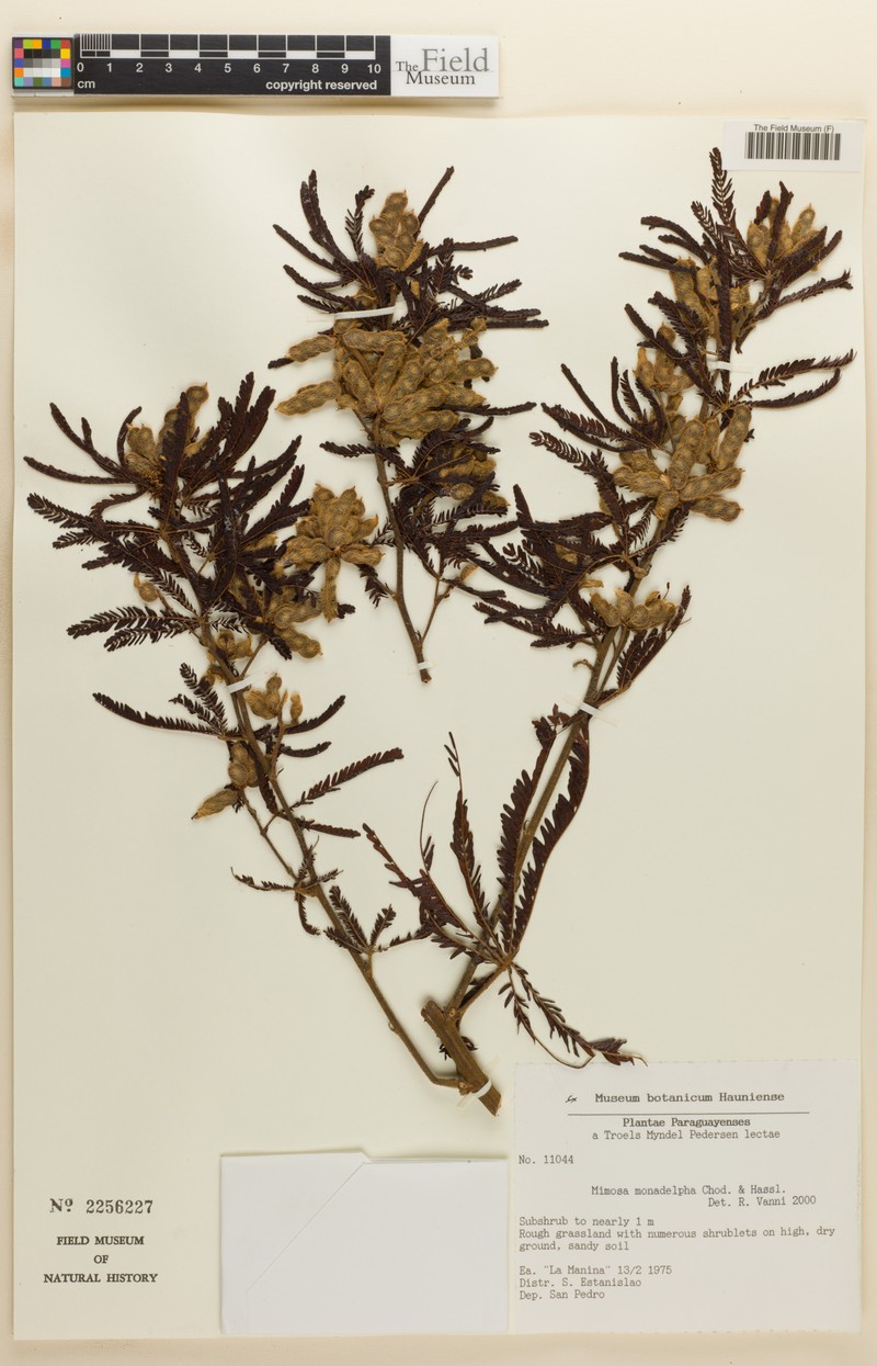 Mimosa amambayensis