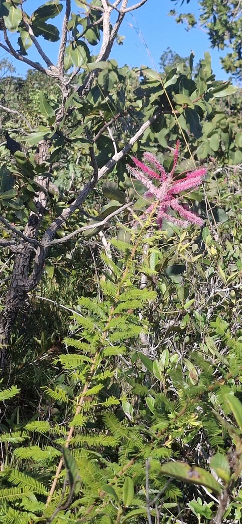 Mimosa amnis-atri