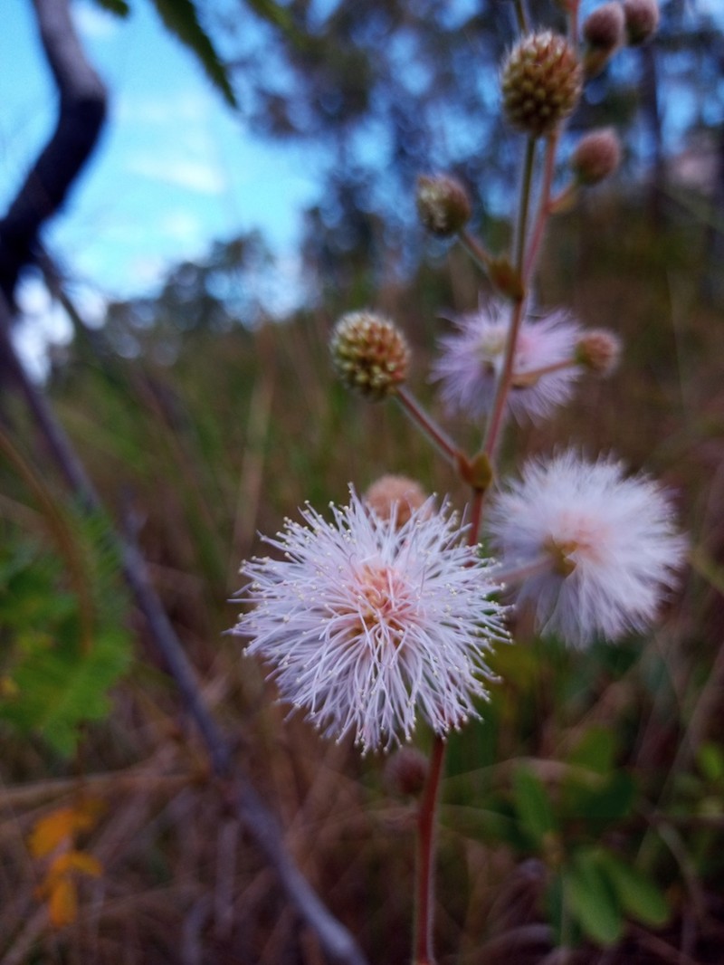 Mimosa amolariensis