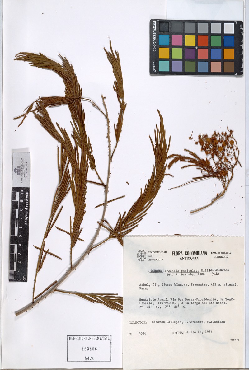 Mimosa annularis var. odora