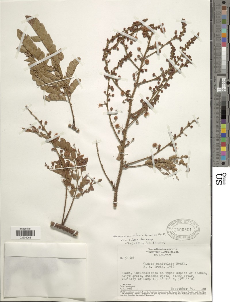 Mimosa annularis var. odora photo 2