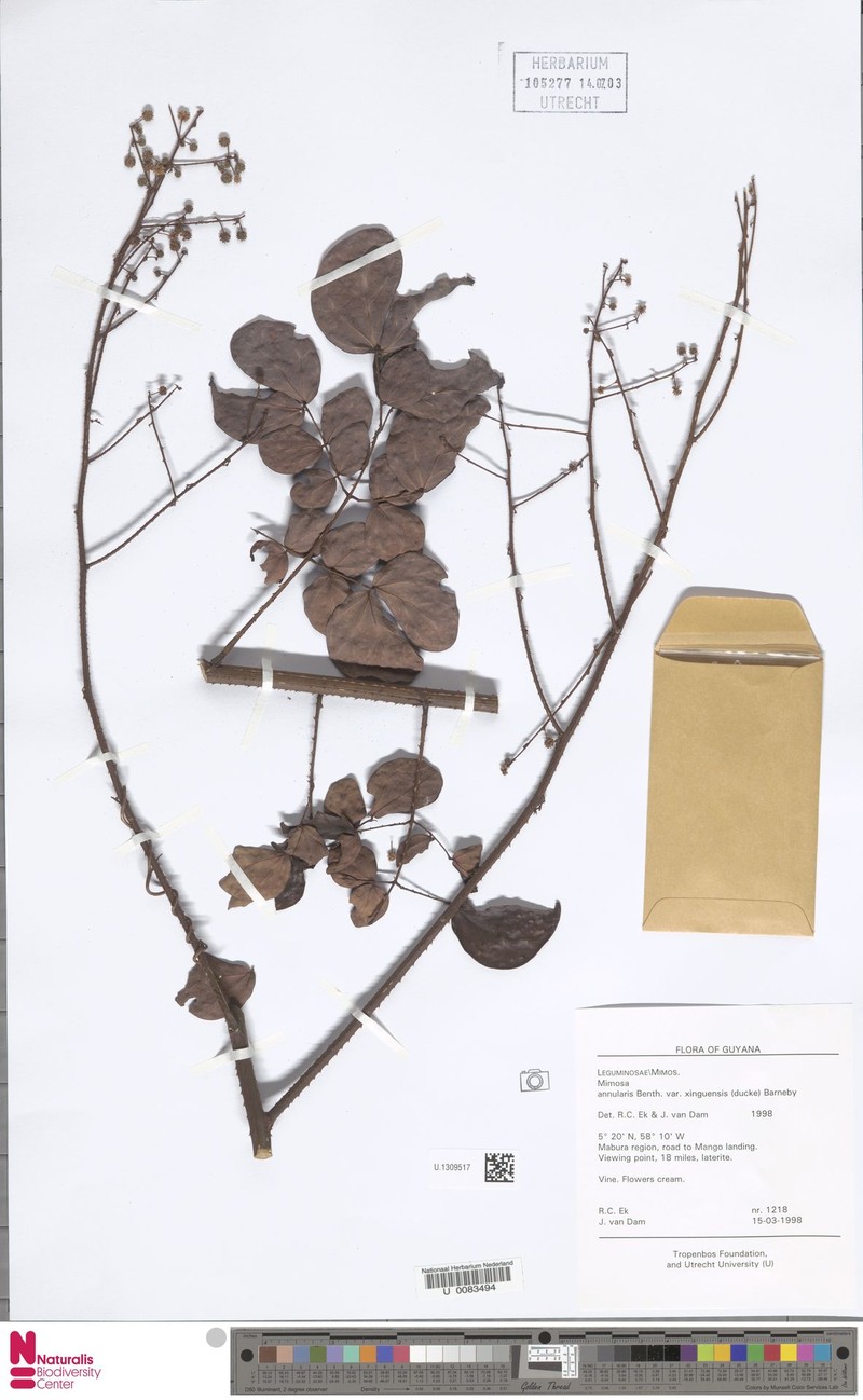 Mimosa annularis var. xinguensis