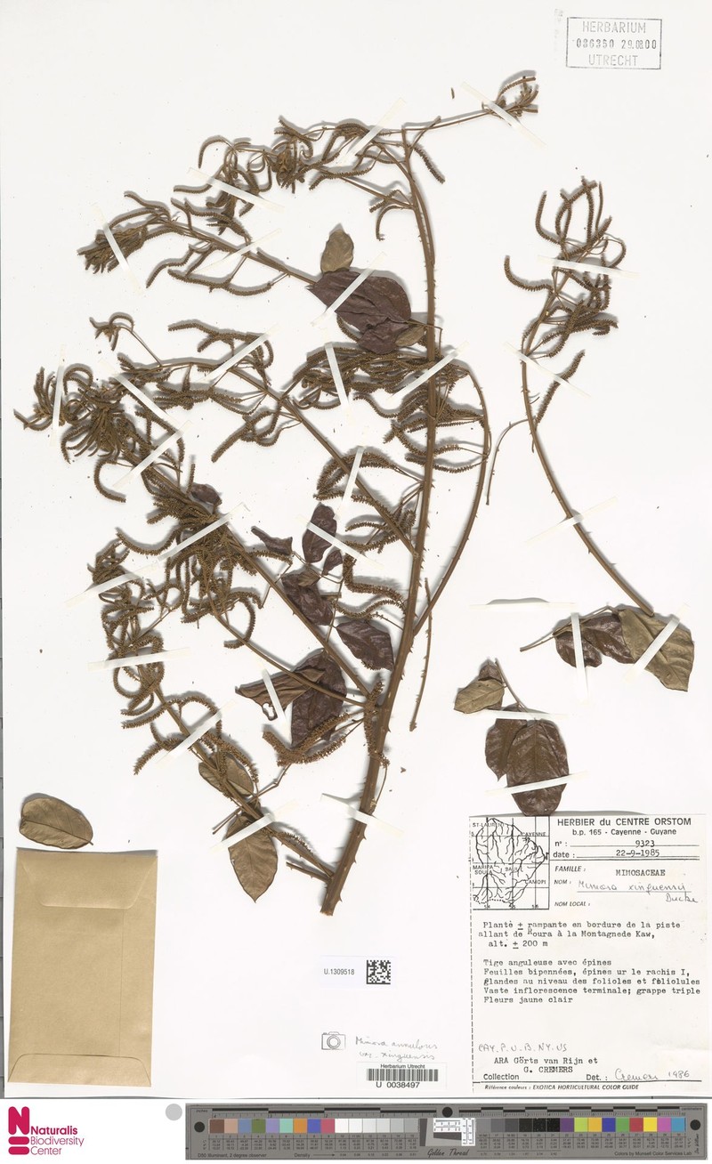 Mimosa annularis var. xinguensis photo 2