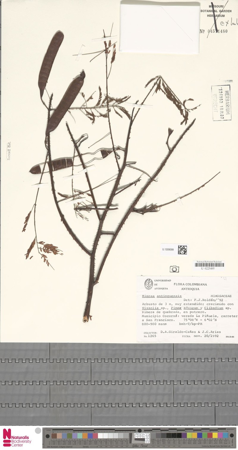 Mimosa antioquensis