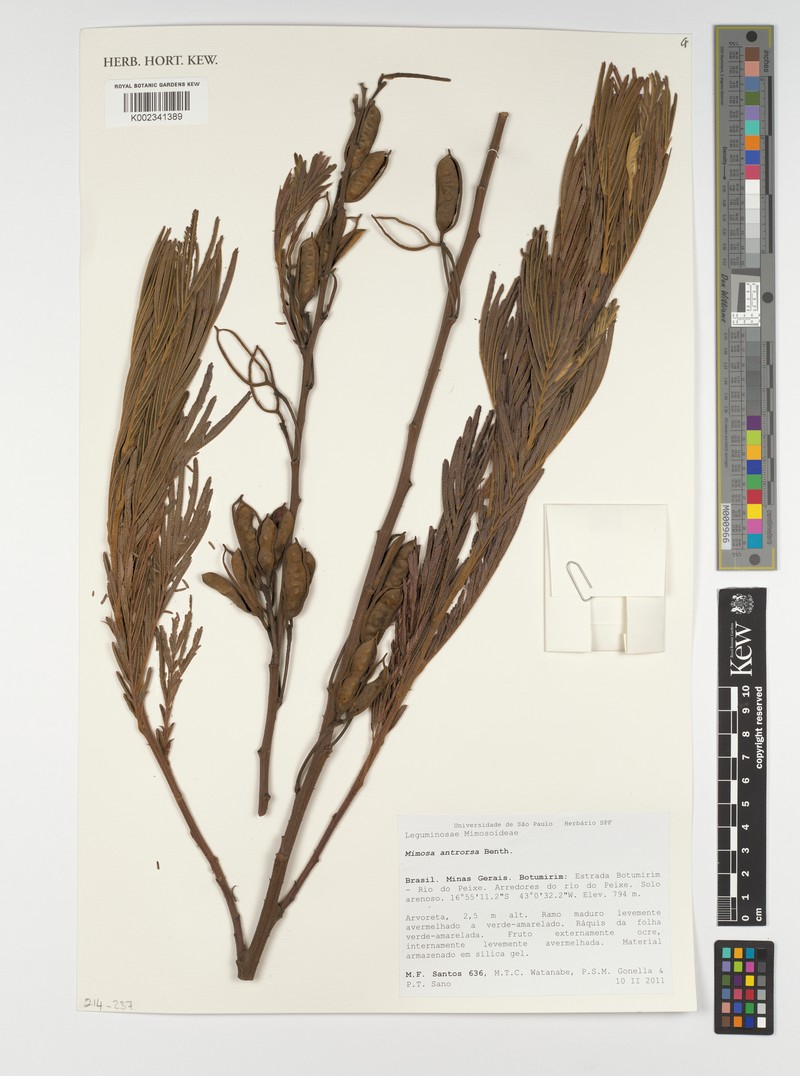 Mimosa antrorsa