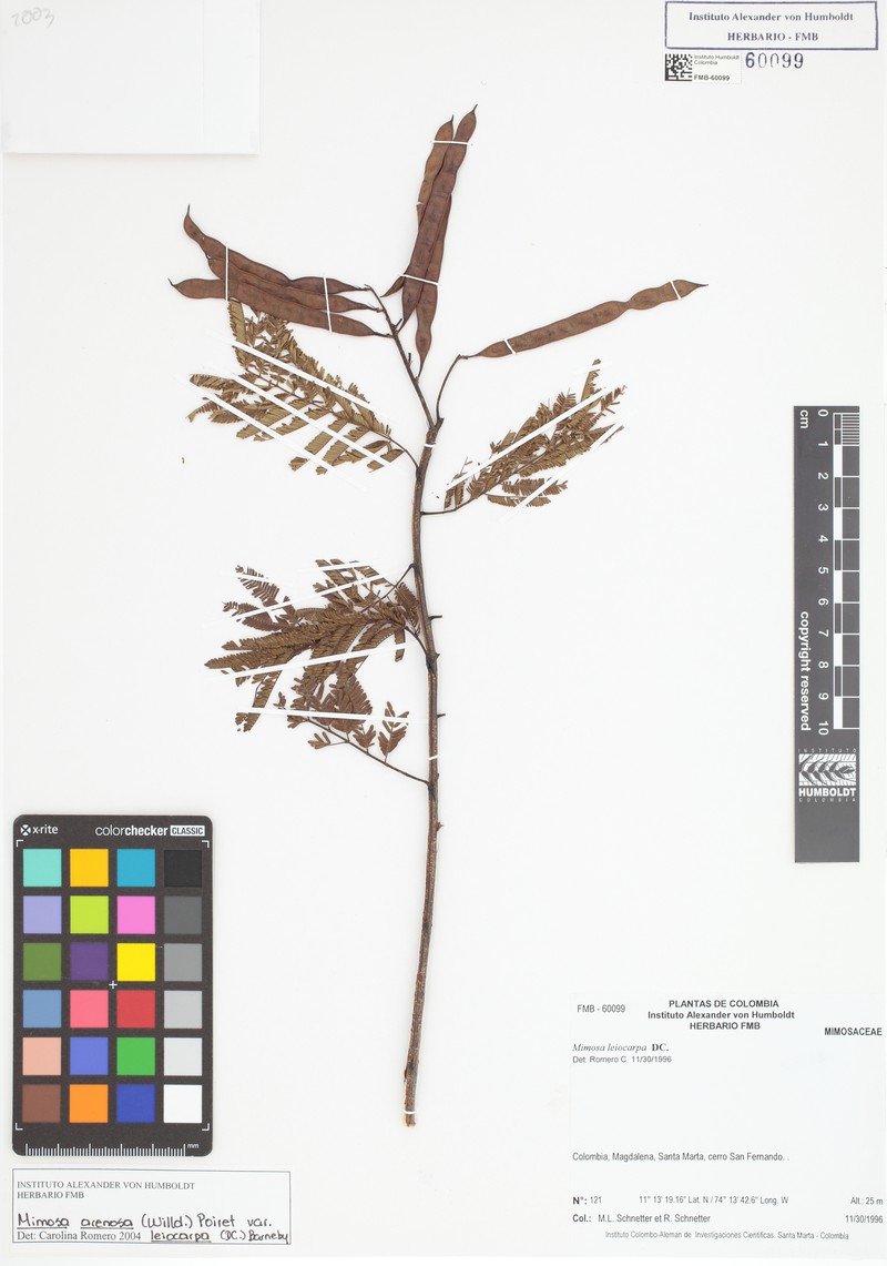 Mimosa arenosa var. leiocarpa