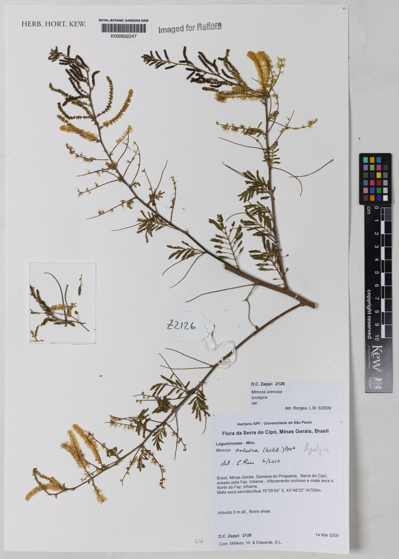 Mimosa arenosa var. lysalgica