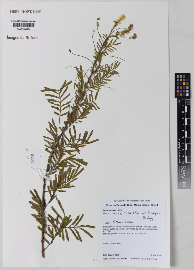 Mimosa arenosa var. lysalgica photo 2