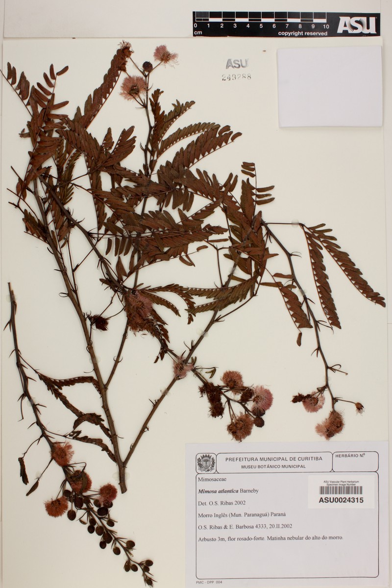 Mimosa atlantica