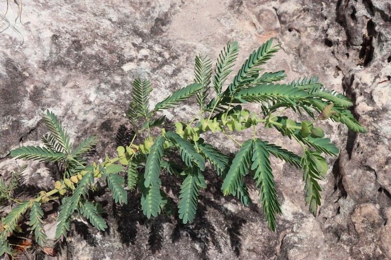 Mimosa auriculata