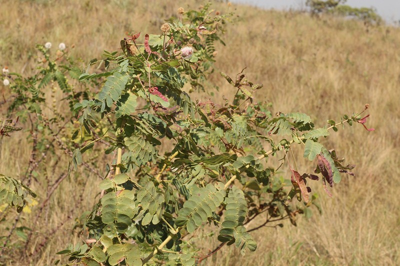 Mimosa auriculata photo 2