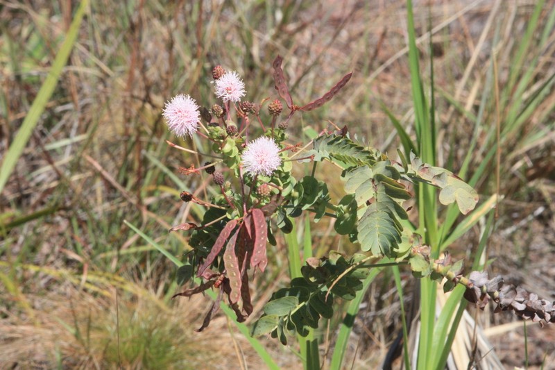 Mimosa auriculata photo 3