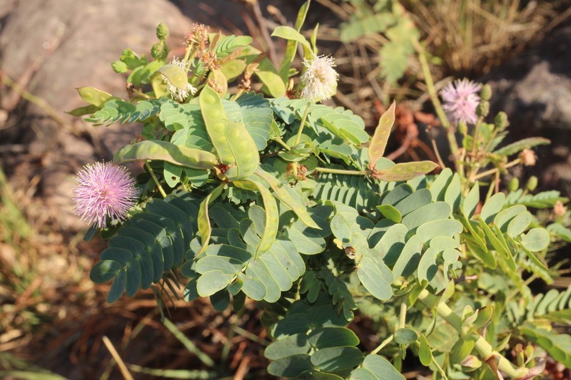Mimosa auriculata photo 4