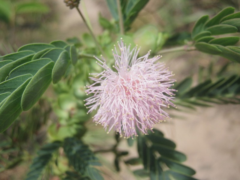 Mimosa auriculata photo 5