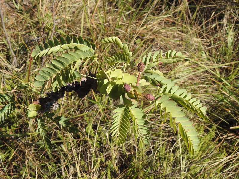 Mimosa auriculata photo 6