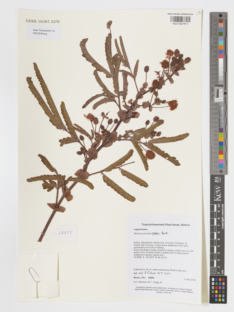 Mimosa auriculata photo 8