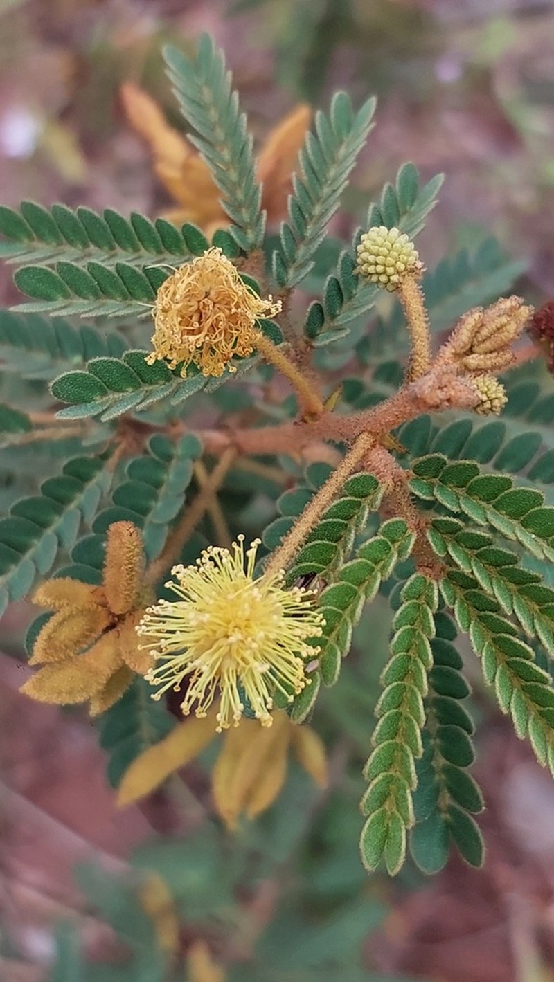Mimosa aurivillus