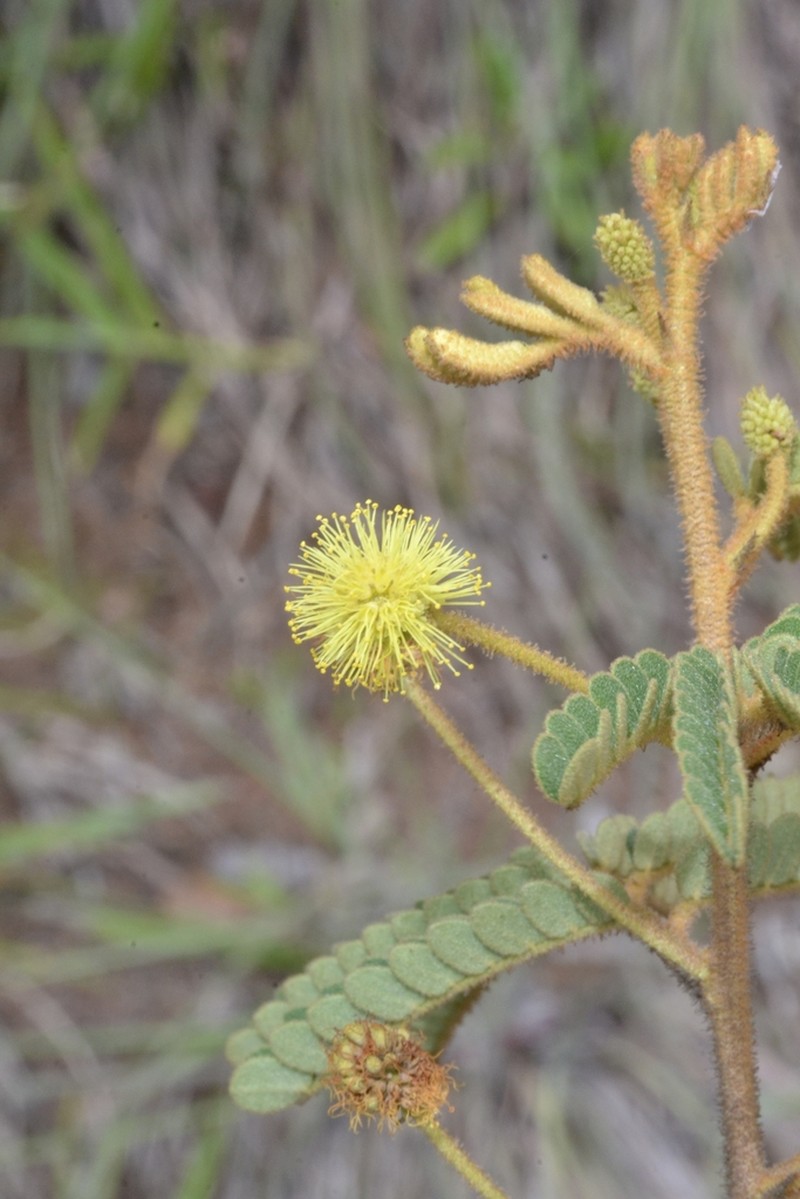 Mimosa aurivillus photo 2