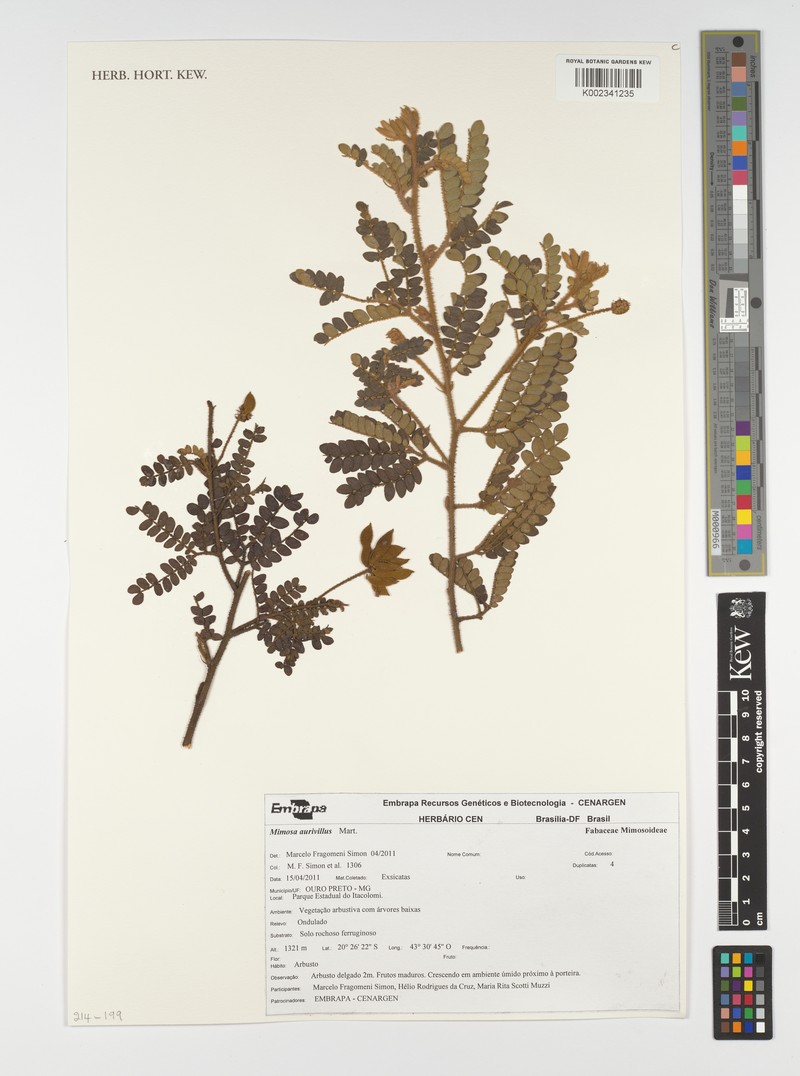 Mimosa aurivillus photo 5