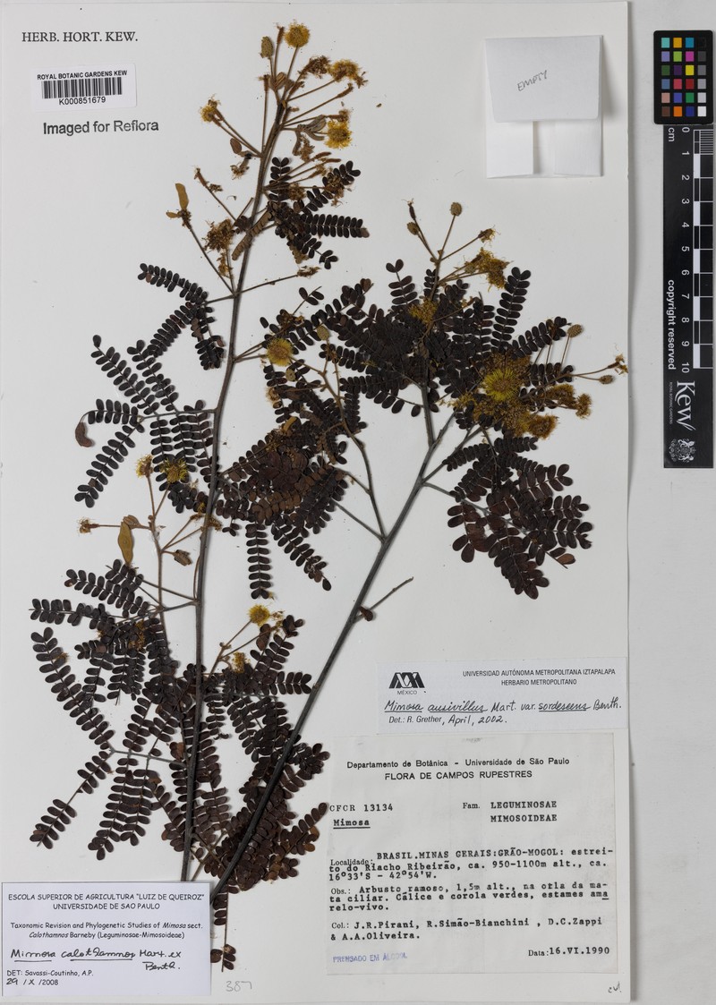 Mimosa aurivillus var. calothamnos