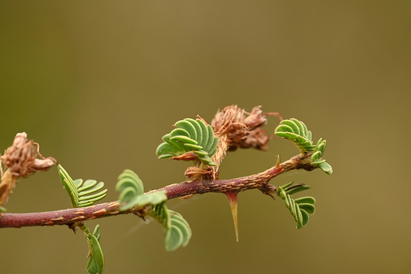 Mimosa australis