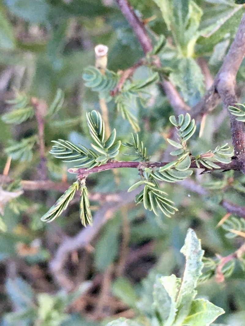 Mimosa australis photo 2