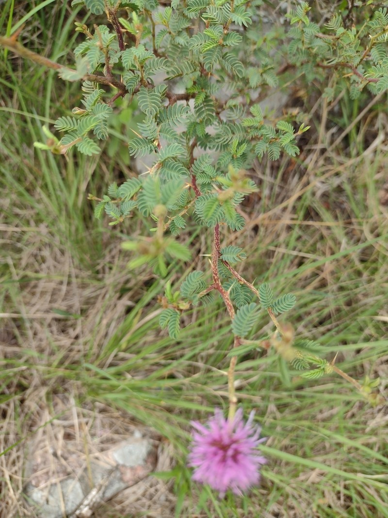 Mimosa australis photo 3