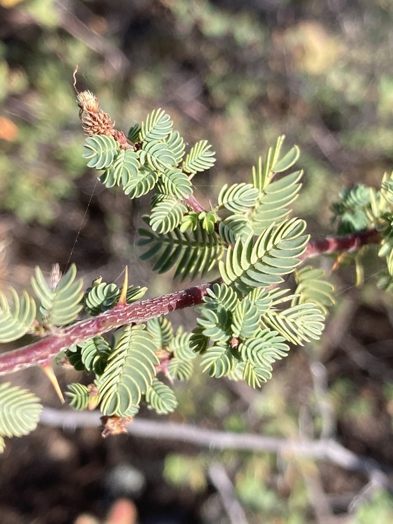 Mimosa australis photo 4