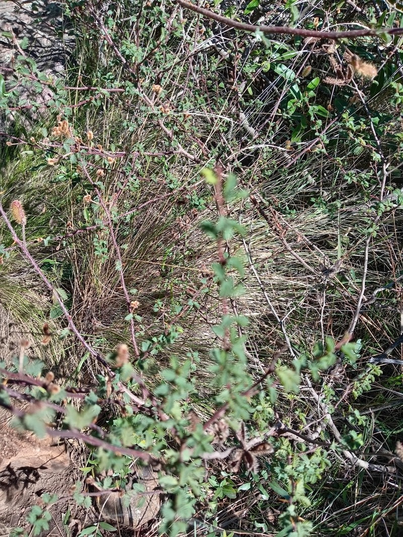 Mimosa australis photo 5