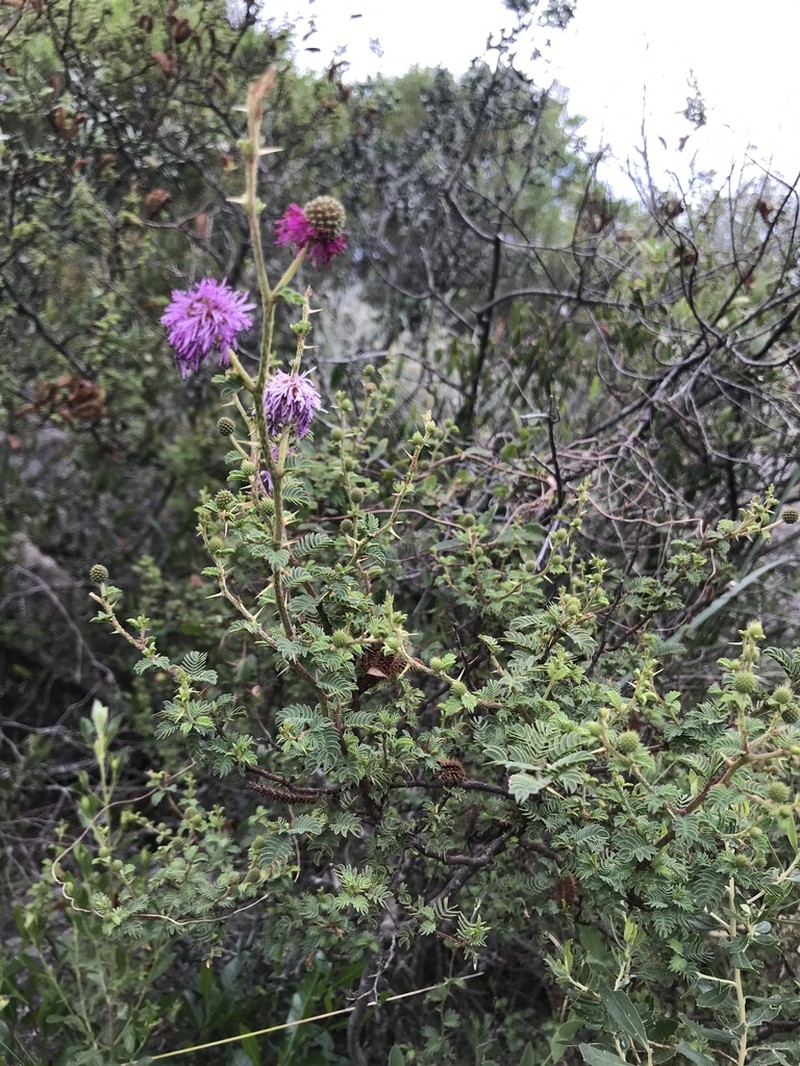Mimosa australis photo 6