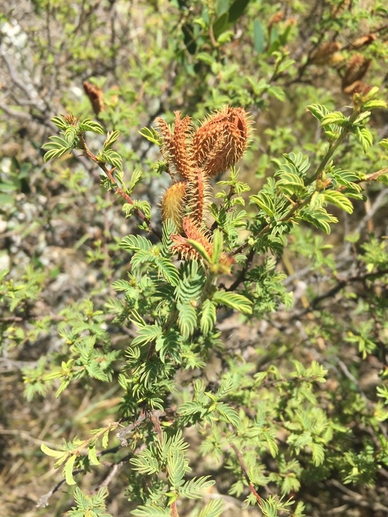 Mimosa australis photo 7