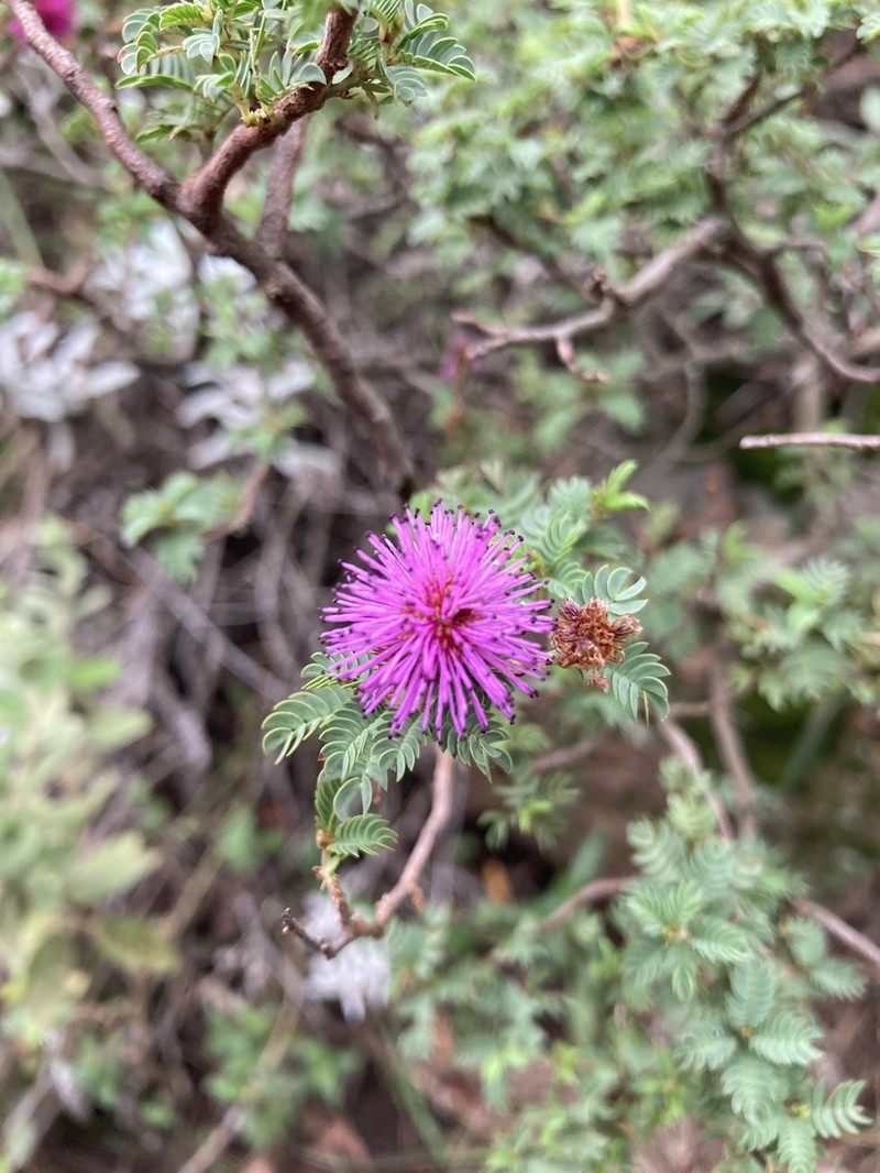 Mimosa australis photo 8