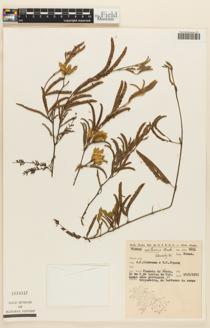 Mimosa axillaris