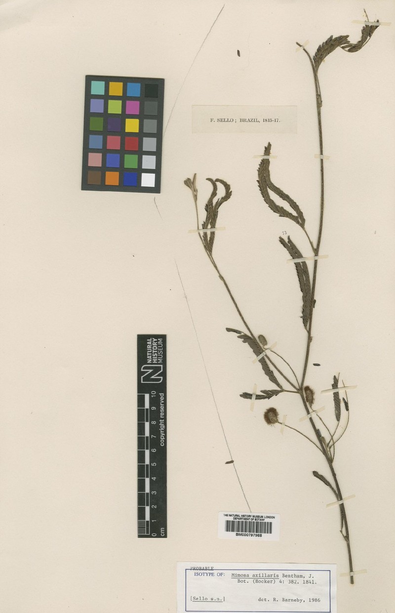 Mimosa axillaris photo 2